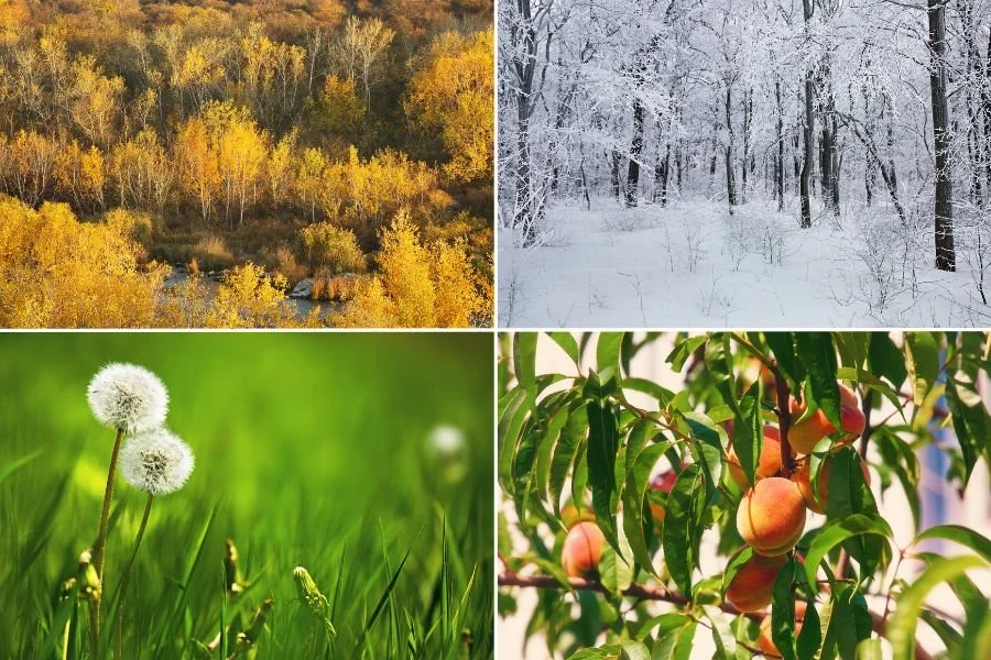 Living Seasonally: Aligning Your Life with Nature’s Rhythm