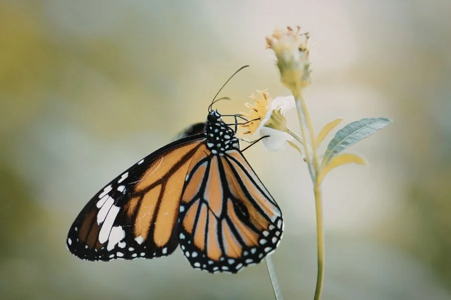 Finding Happiness in Life Transitions