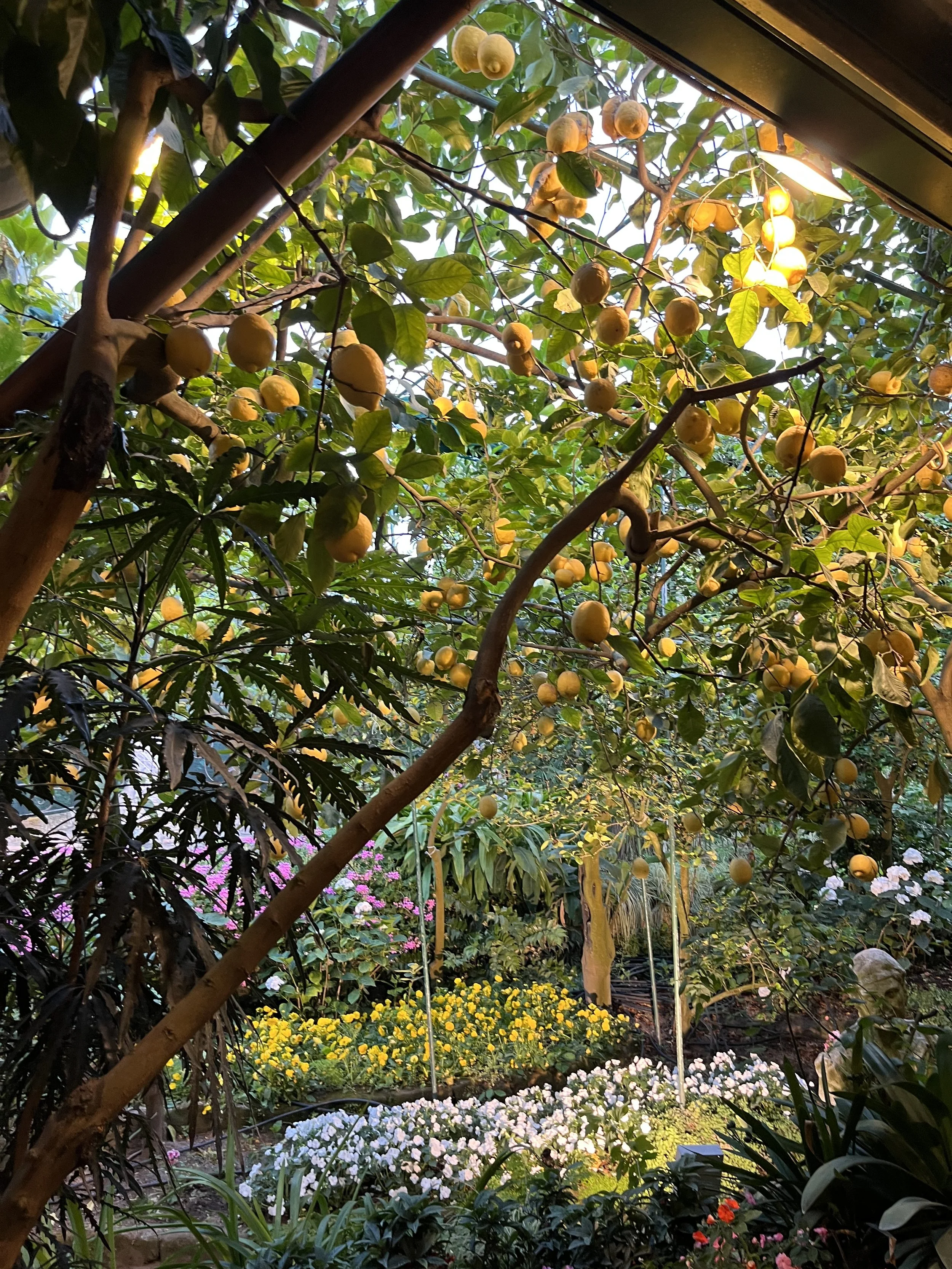 the lemon grove restaurant in sorrento