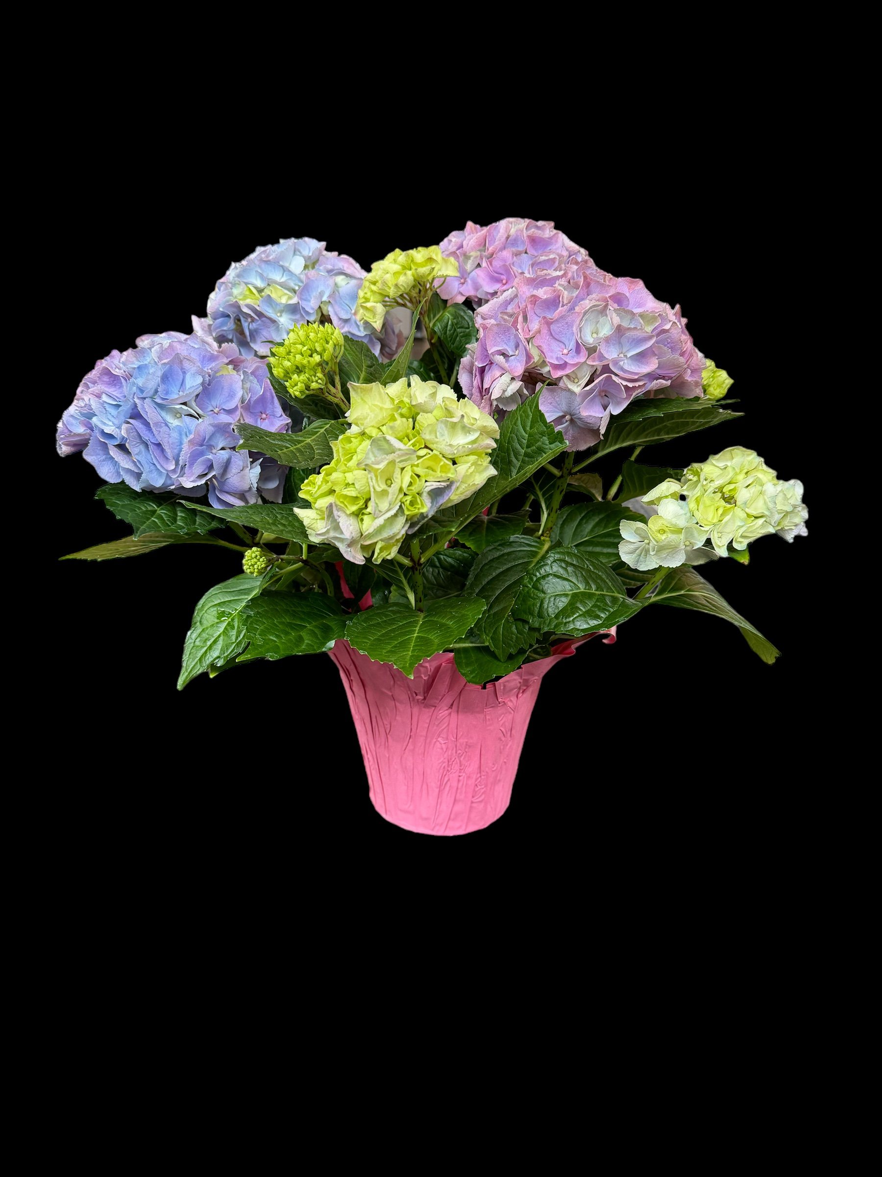 Large Hydrangea