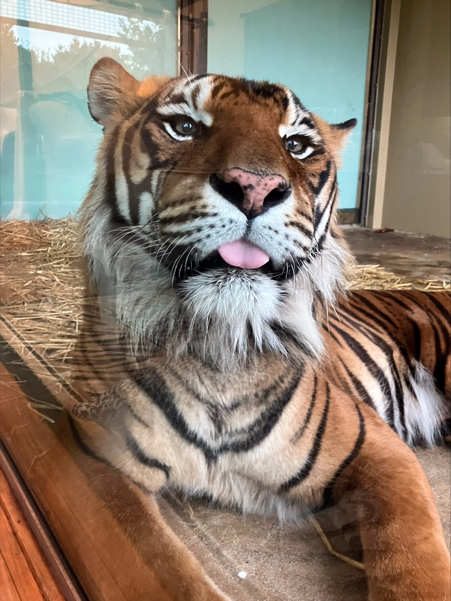 Lets talk to the animals!