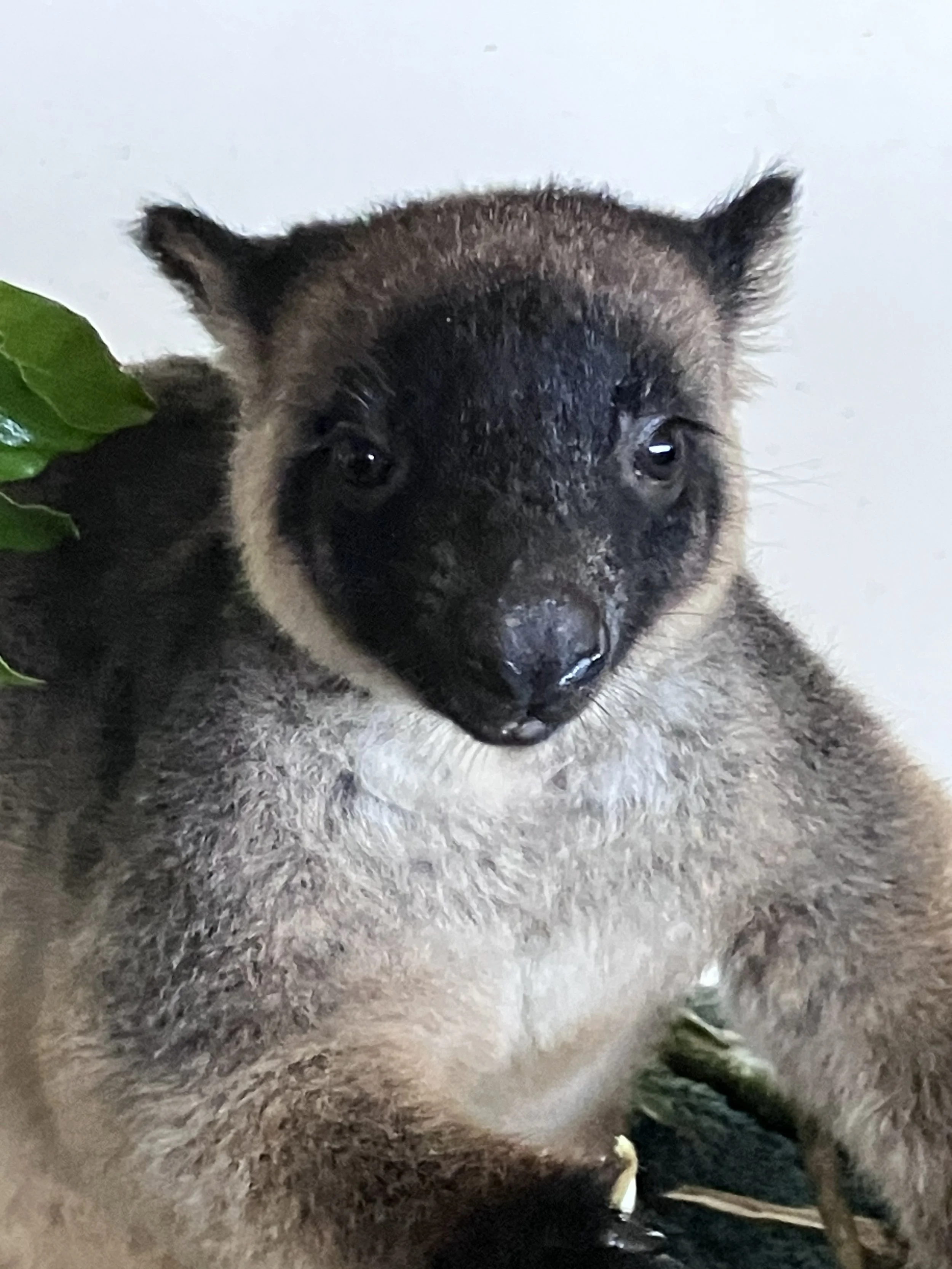 Talking to Lumholtz Tree Kangaroos
