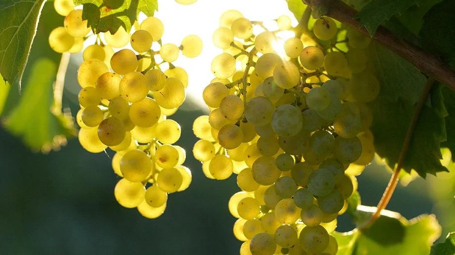 A man in a dark blue jacket and black cap inspecting a bush with small black olives.
