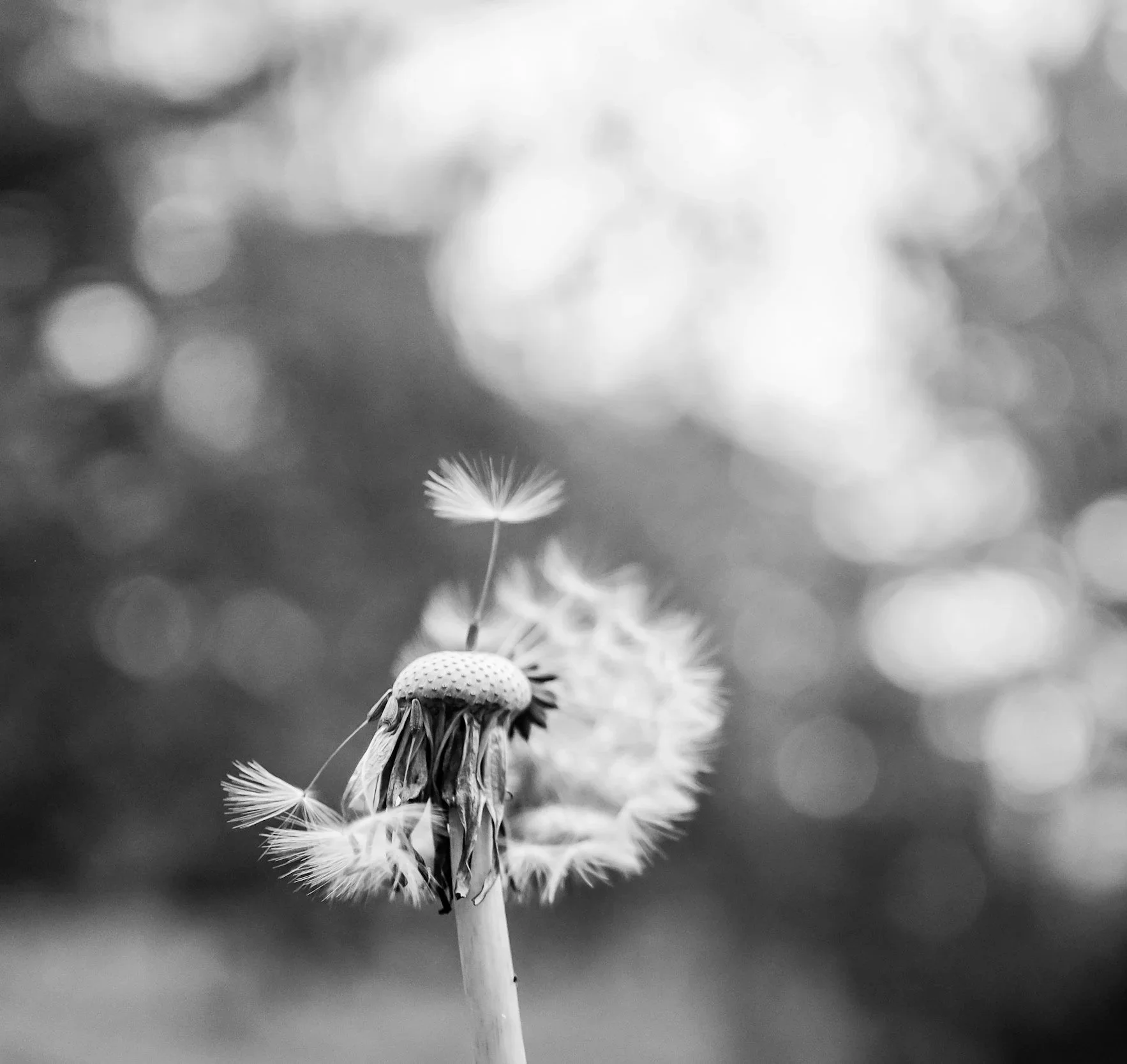 A black and white photograph of a dandelion seed head with some seeds detaching and floating away, set against a blurred background.