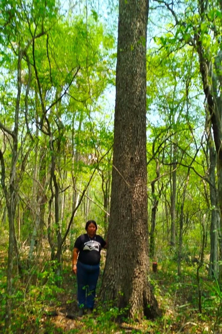 Homepage_Picture_ PaloSanto.jpg