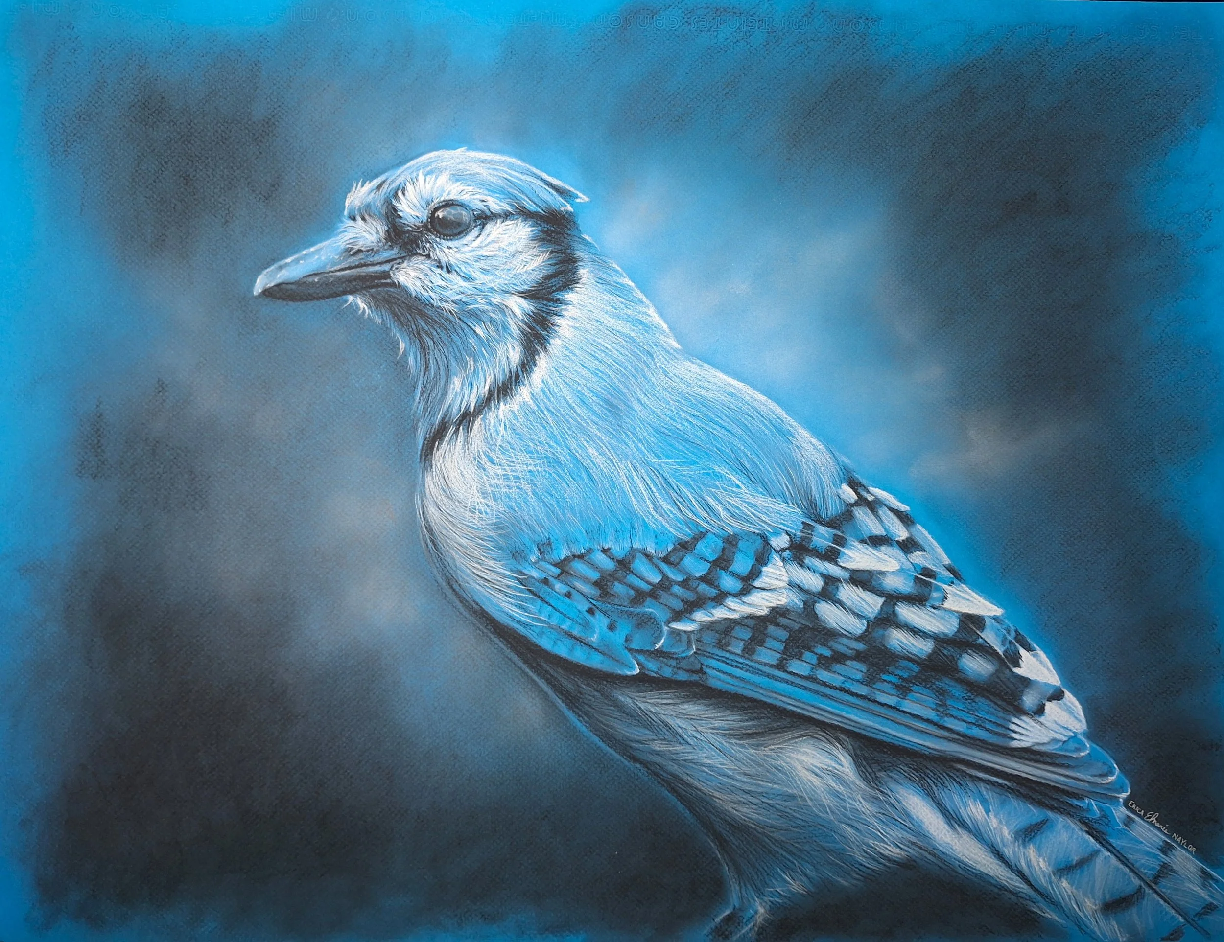 Blue Jay.jpg