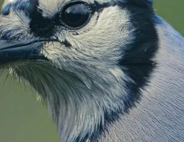Blue Jay