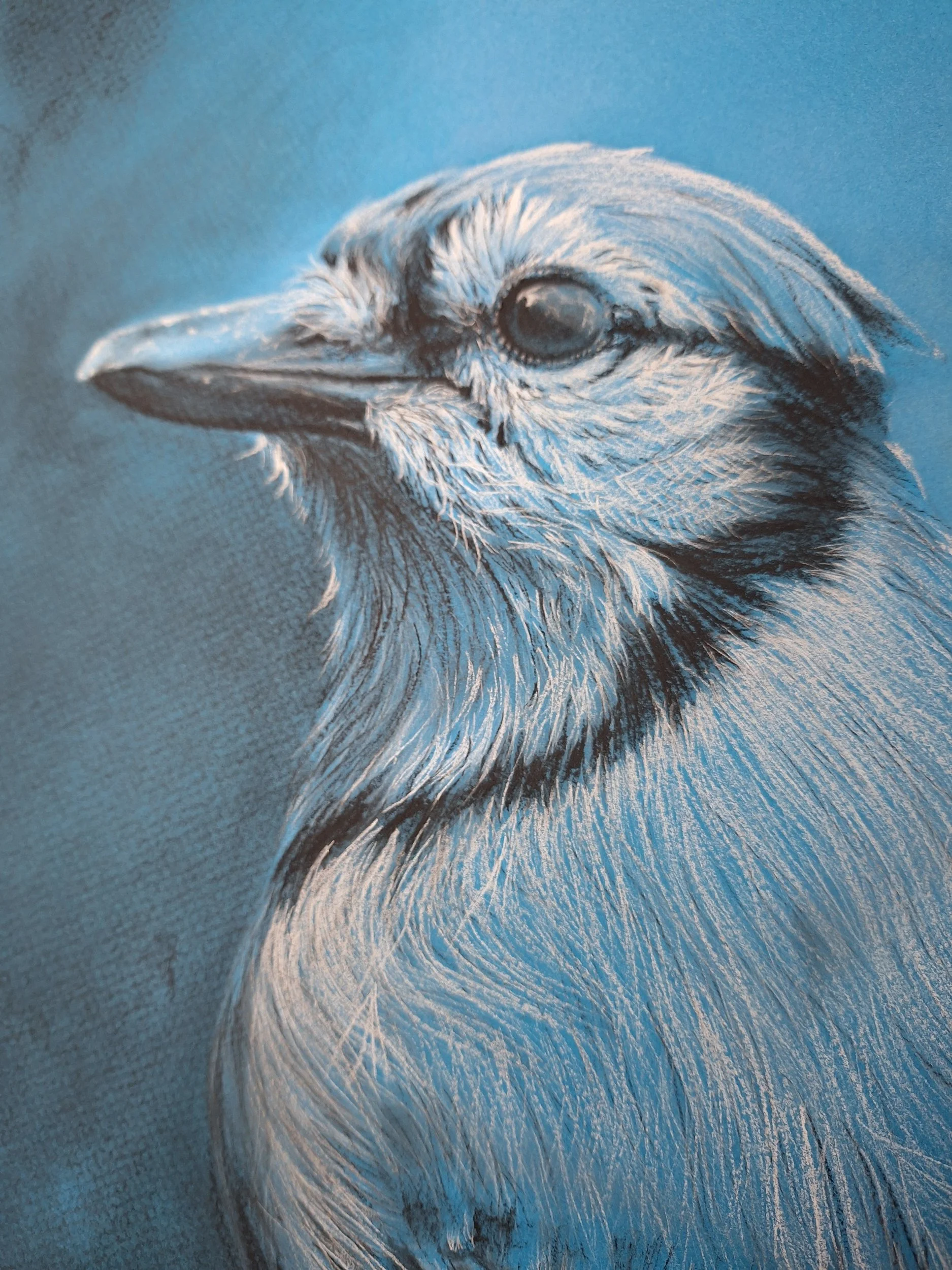 The Blue Jay (Currently a Work-In-Progress)