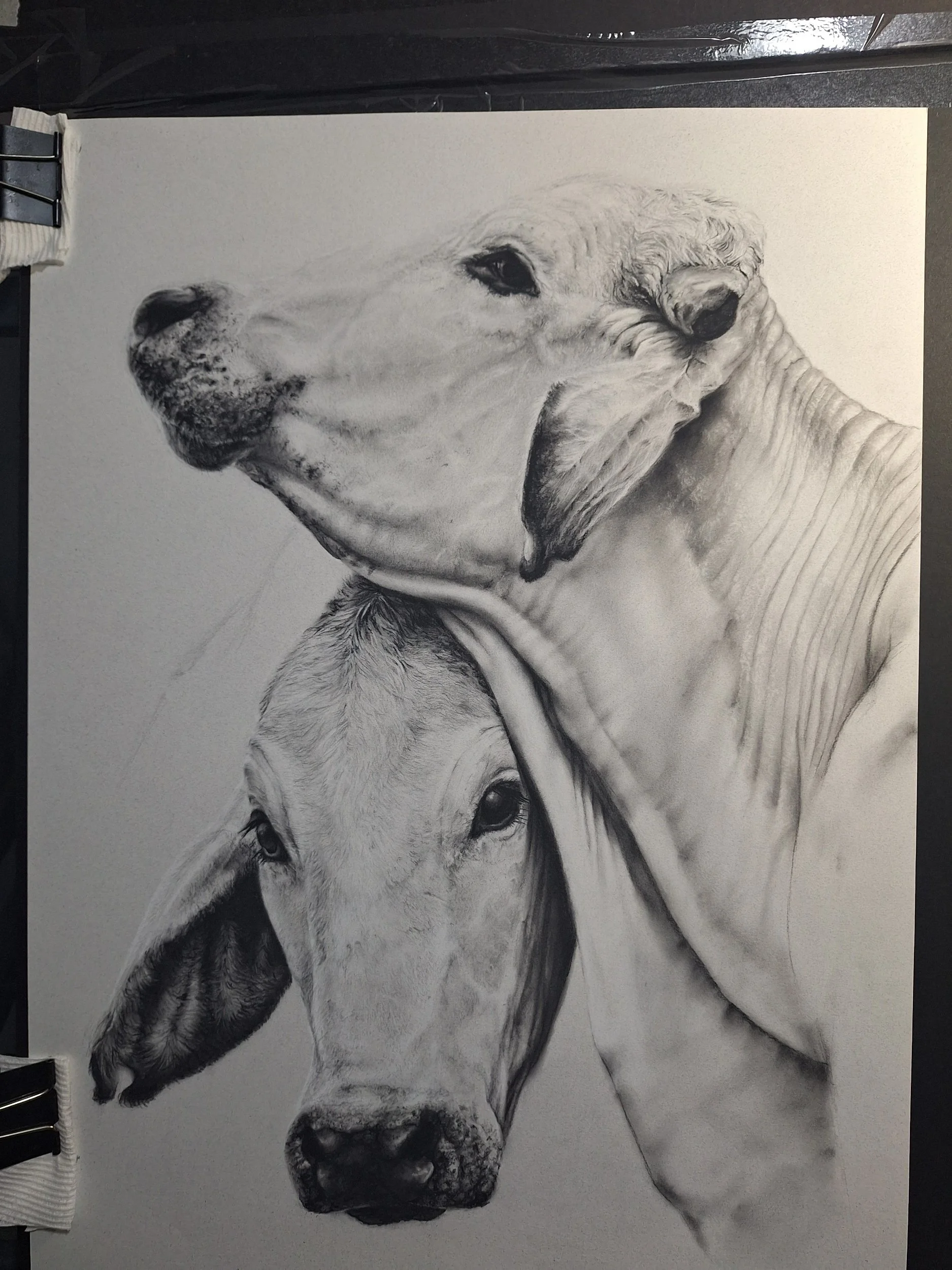 "The Brahman Beauties" - Original - WORK-IN-PROGRESS - Available for Purchase until October 31, 2026