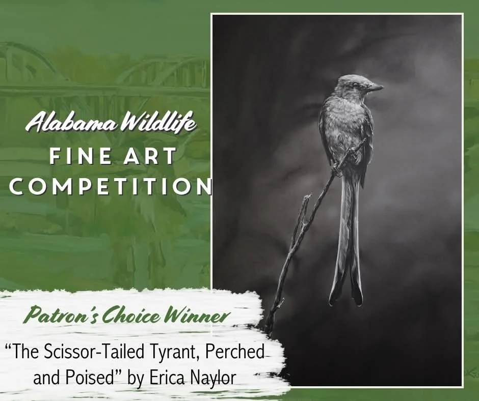 "Scissor-Tailed Tyrant, Perched and Poised" - Original - SOLD