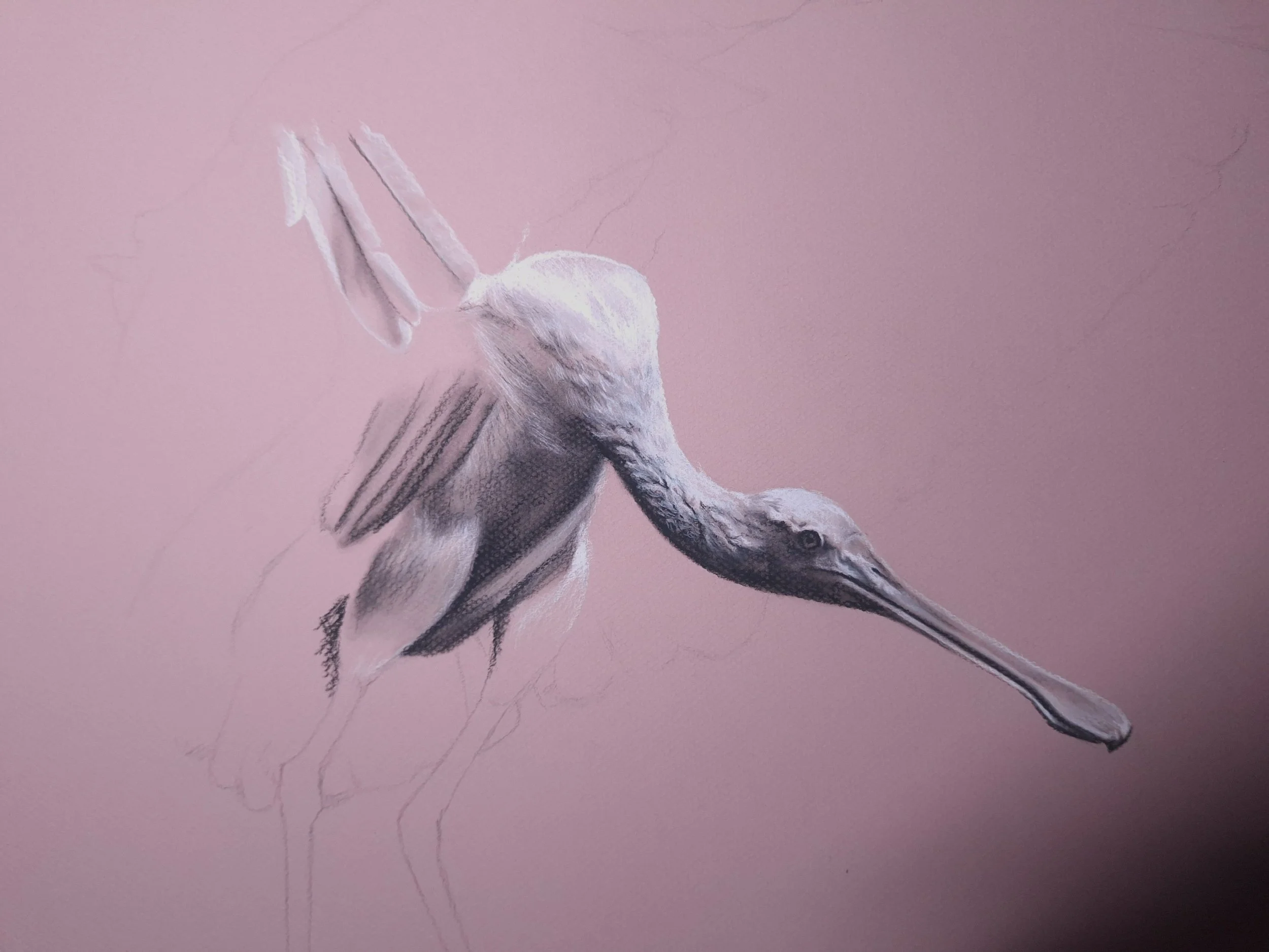 The Roseate Spoonbill - Original - CURRENTLY WORK-IN-PROGRESS