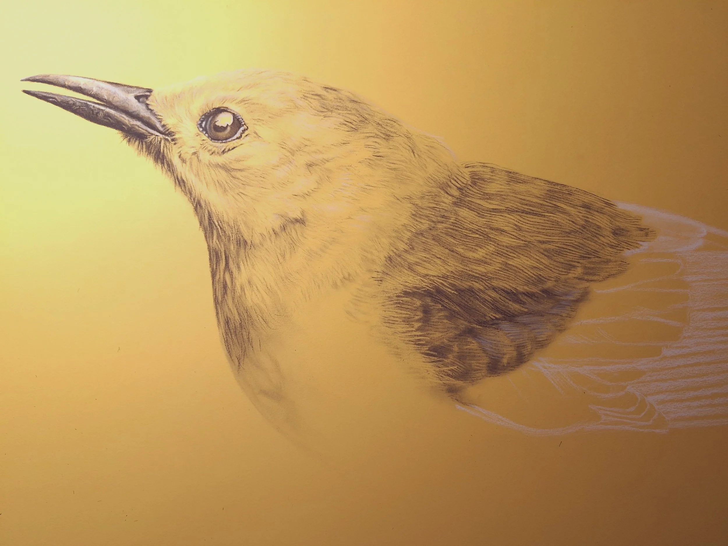 "The Prothonotary Warbler" - Original - CURRENTLY WORK-IN-PROGRESS