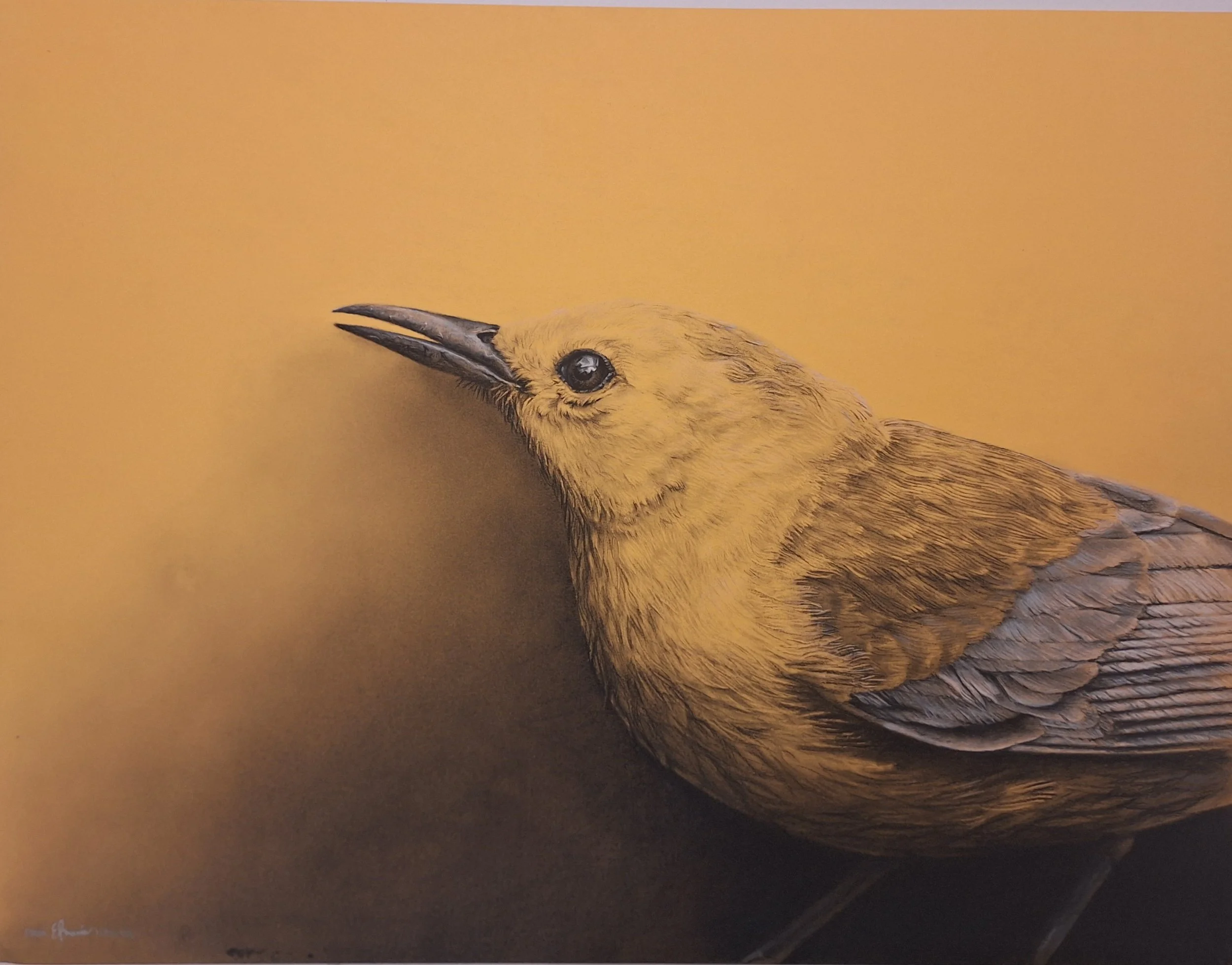 "The Prothonotary Warbler" - Original