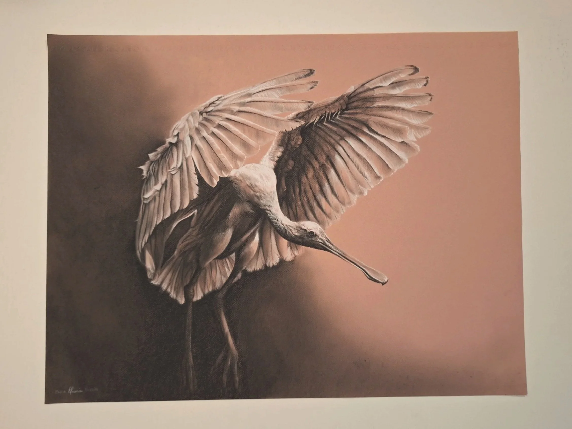 The Roseate Spoonbill - Original