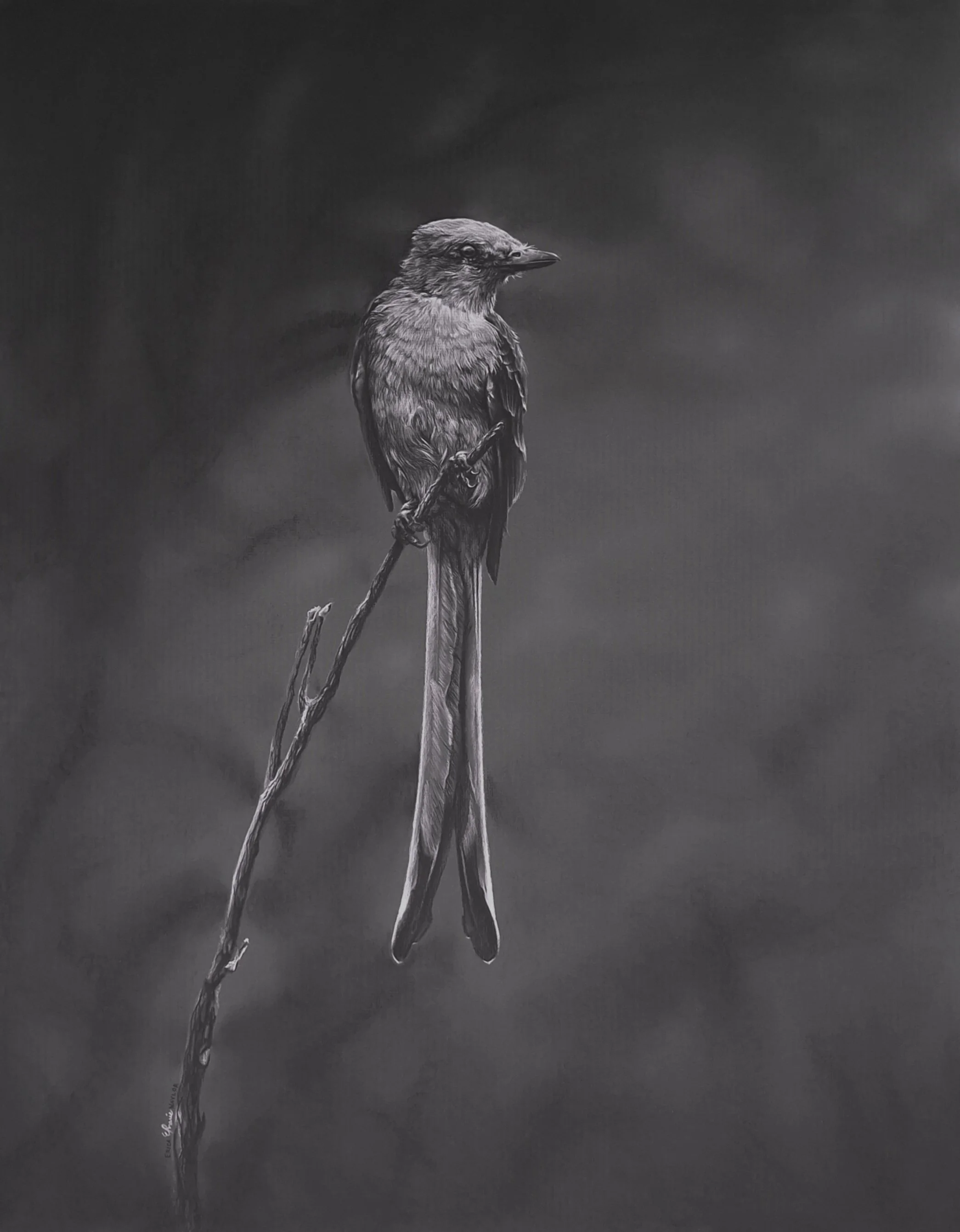 "Scissor-Tailed Tyrant, Perched and Poised" - Original - CURRENTLY ON HOLD