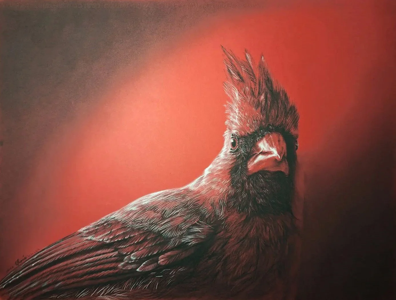 The Cardinal  - Original - CURRENTLY ON HOLD