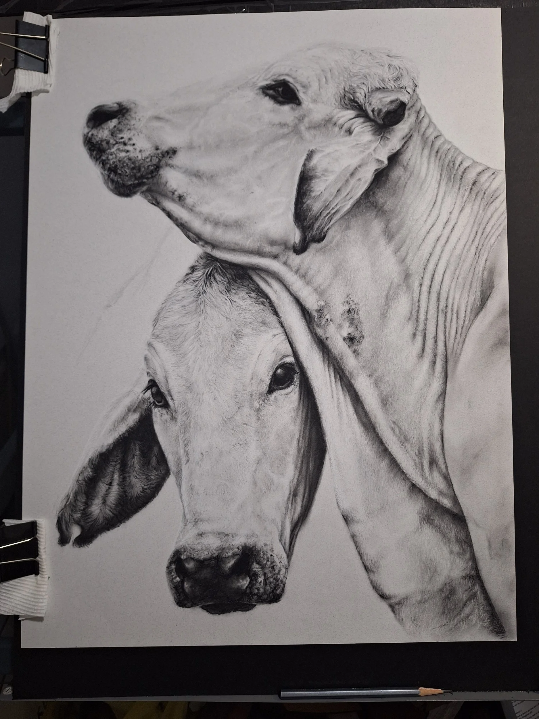"The Brahman Beauties" - Original - WORK-IN-PROGRESS - Available for Purchase until November 23, 2026