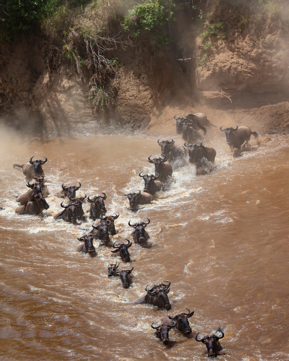 The Great Migration — Southern Cross Safaris