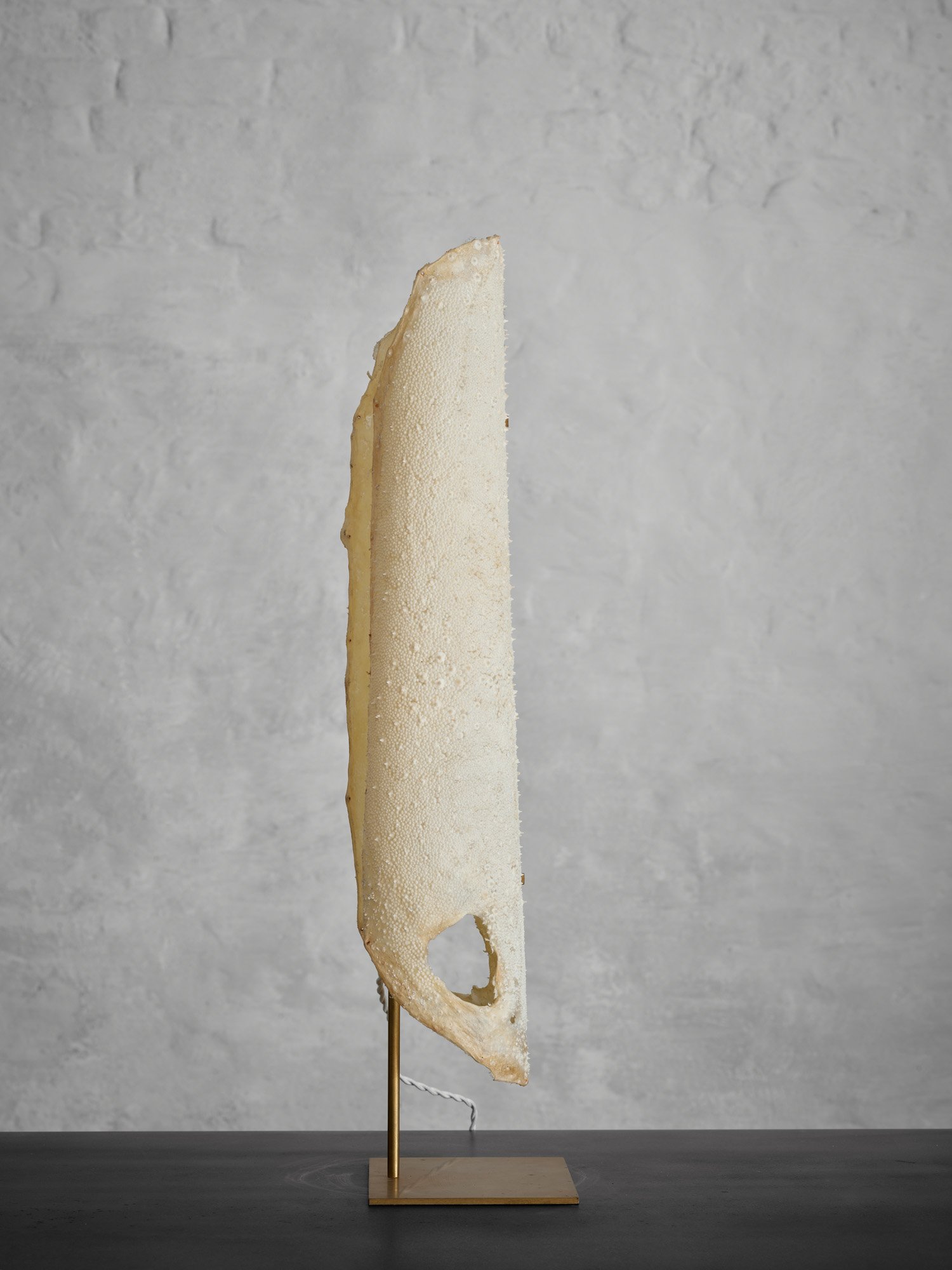 Galuchat Lamp_08B.jpg