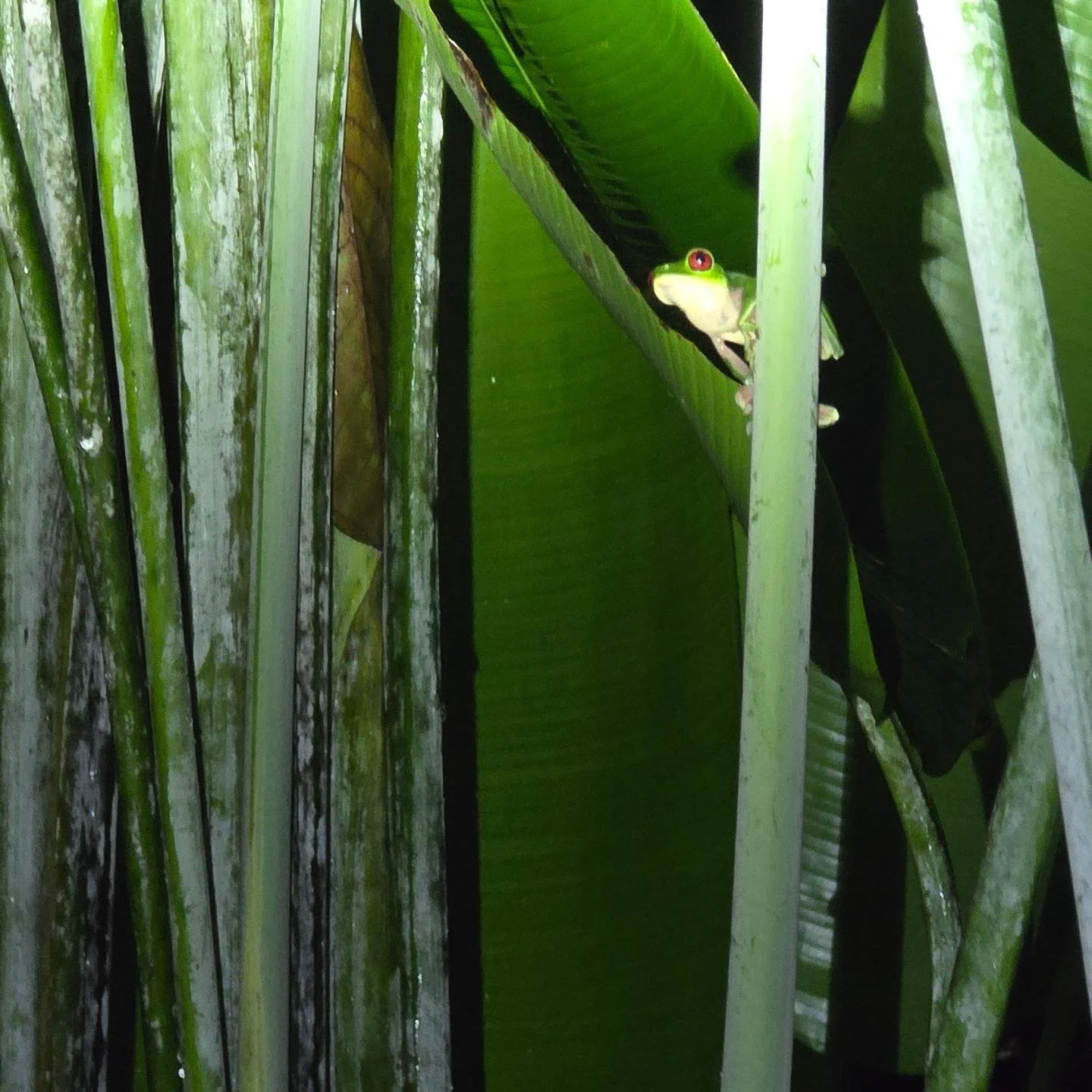 Those that look forward to rainy season @iguanalodge
