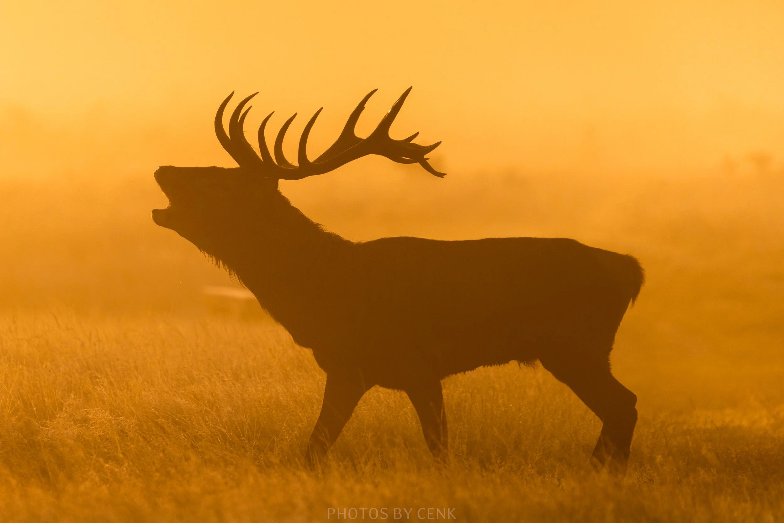 Bellowing stag at Bushy Park