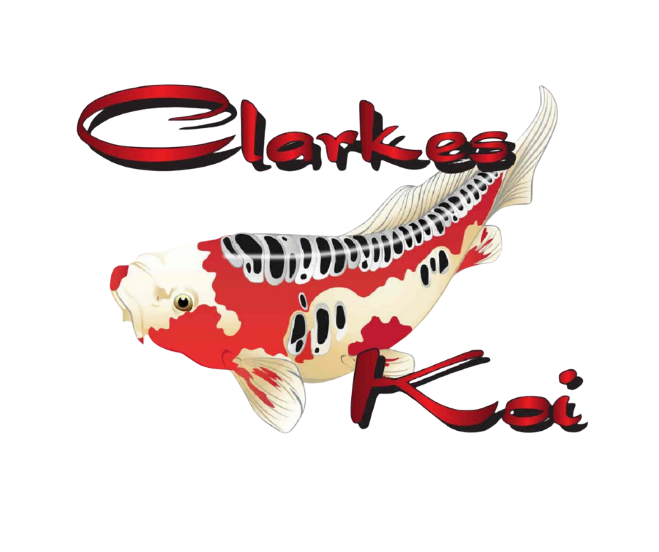 A koi fish with red, white, and black markings swimming next to the words 'Clarke's Koi' in red and black text.