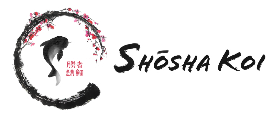 shosha koi -The Koi Perspective-Magazine