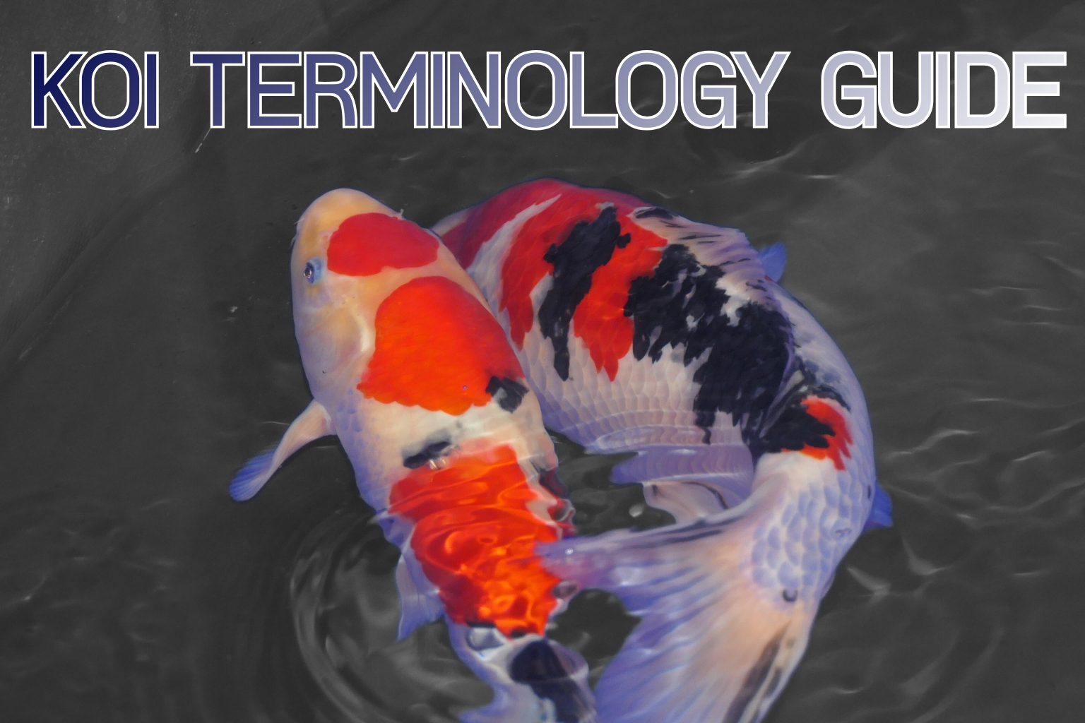 Koi Terminology Guide