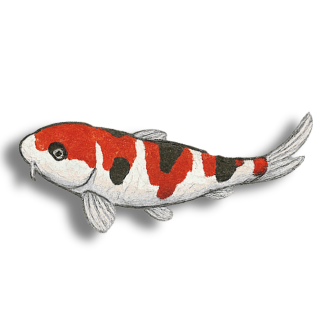 Sanke, The Koi Perspective Podcast.