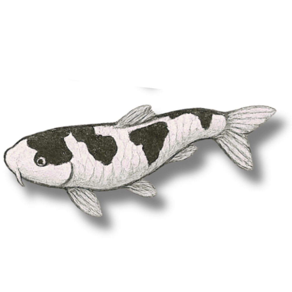 Shiro, The Koi Perspective Podcast.