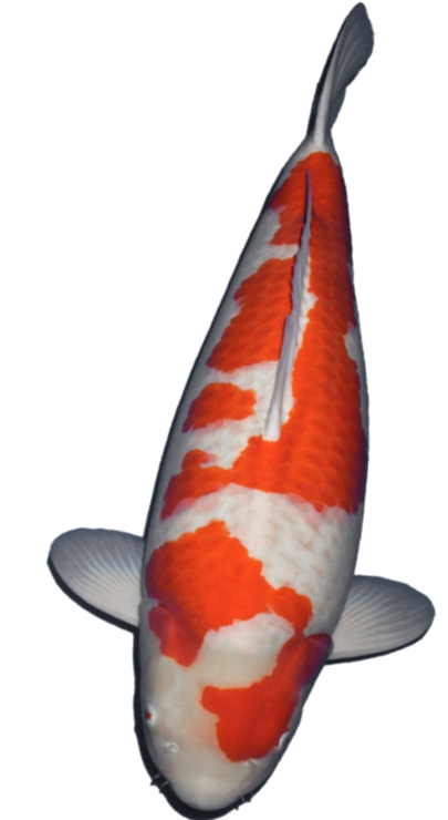 the grand champion Kohaku that inspired the Maruchiku Koi Farm logo -thekoiperspective