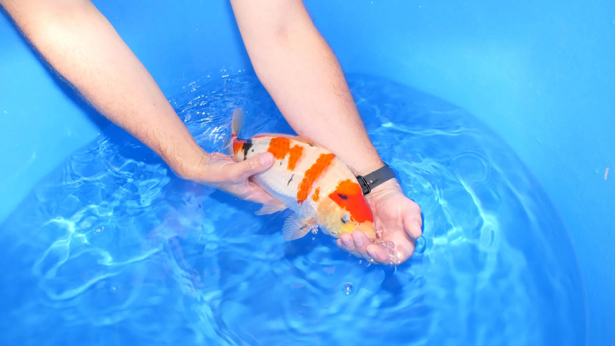 Person holding a koi fish in a bright blue pool of water.