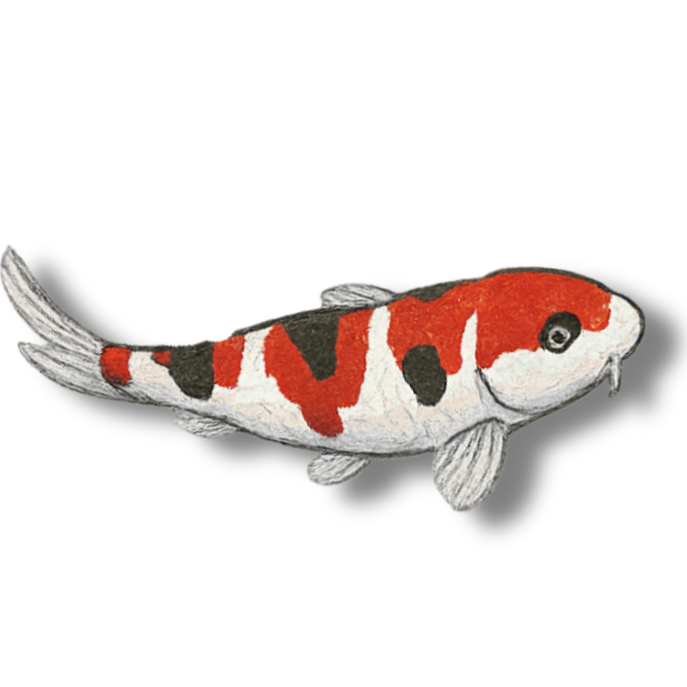 Sanke, The Koi Perspective Podcast.