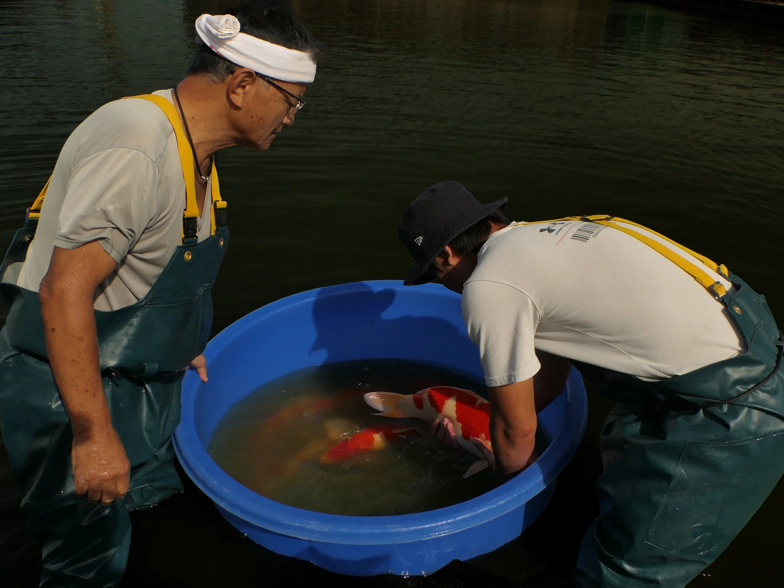 Eiji mudpond Koi Farm inspect high-quality red-and-white Kohaku koi -thekoiperspective