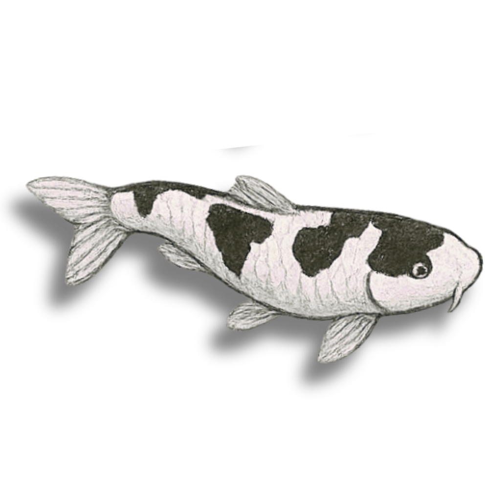 Shiro, The Koi Perspective Podcast.