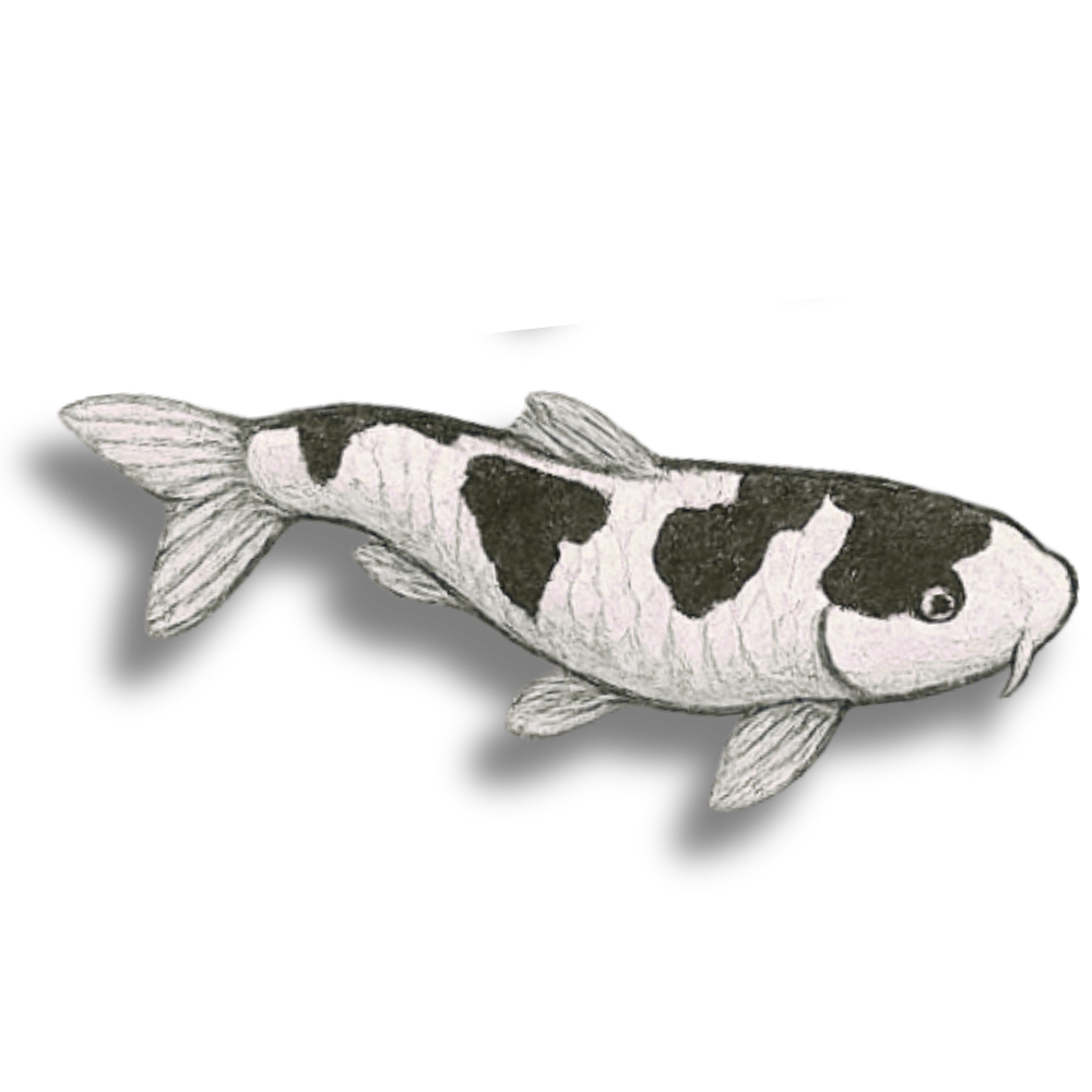 Shiro, The Koi Perspective Podcast.