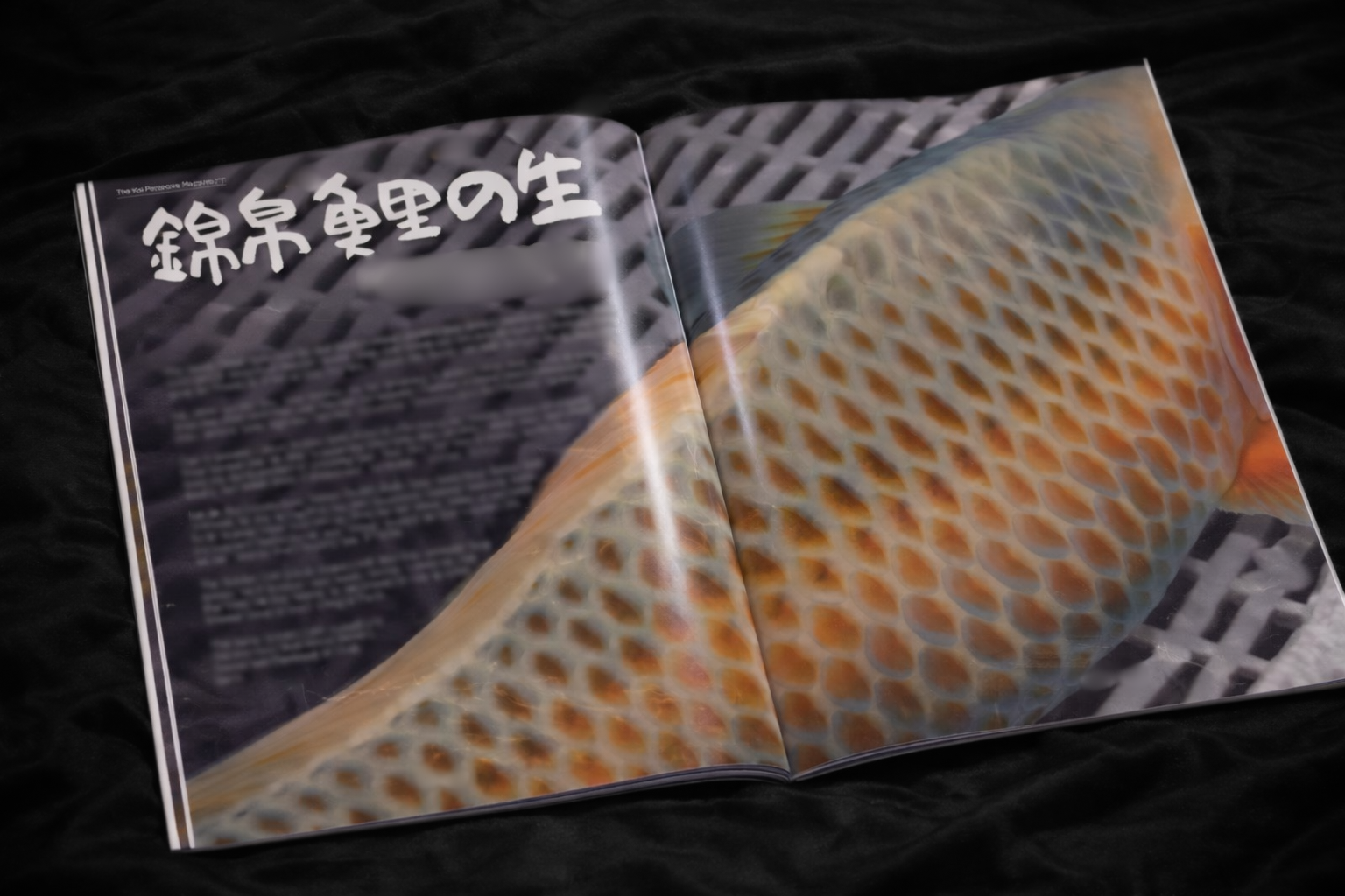 The Koi Perspective Magazine Issue One - Daniel Adams