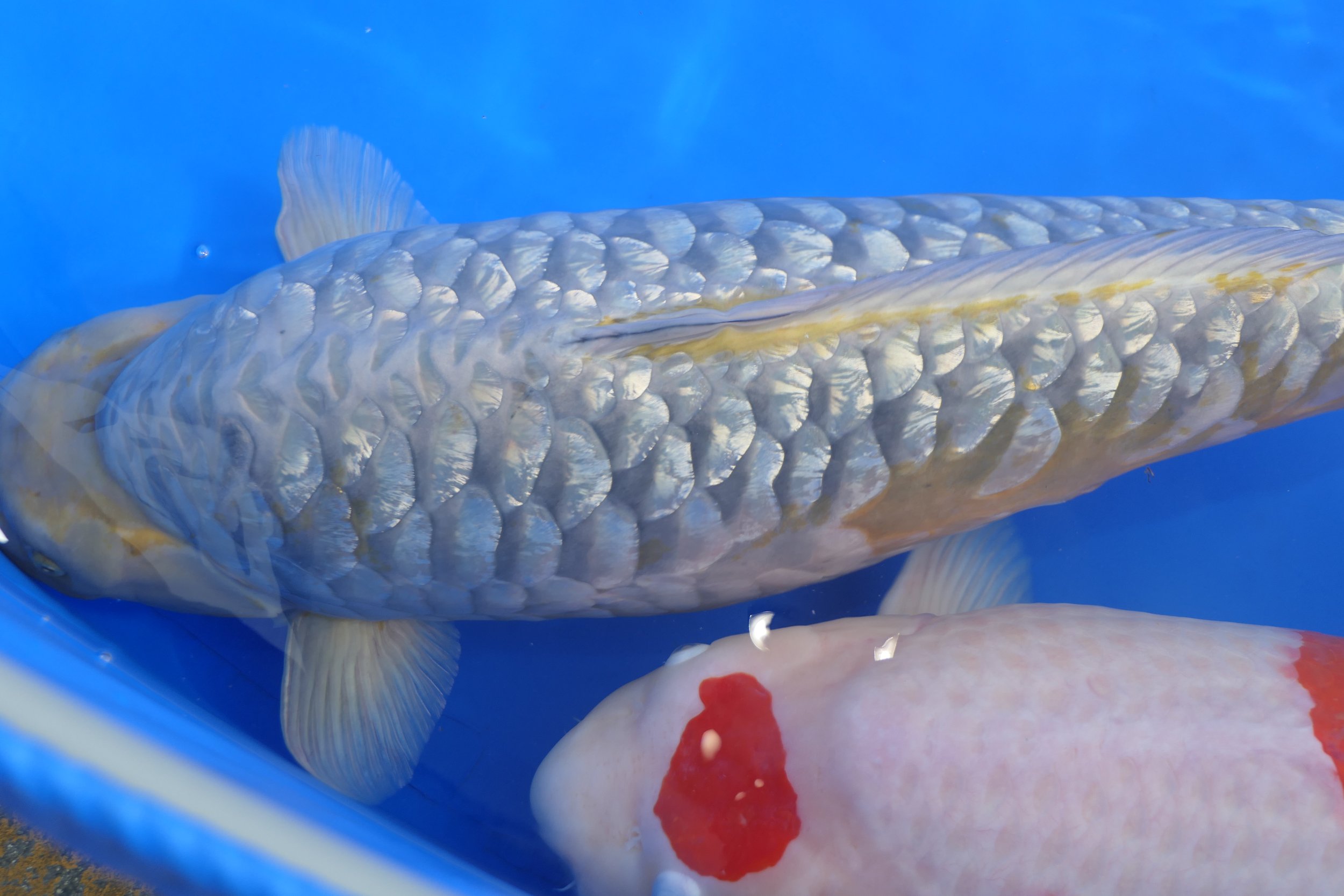Close-up of two koi fish swimming in blue water, one white with silver scales and the other with white and red coloration.