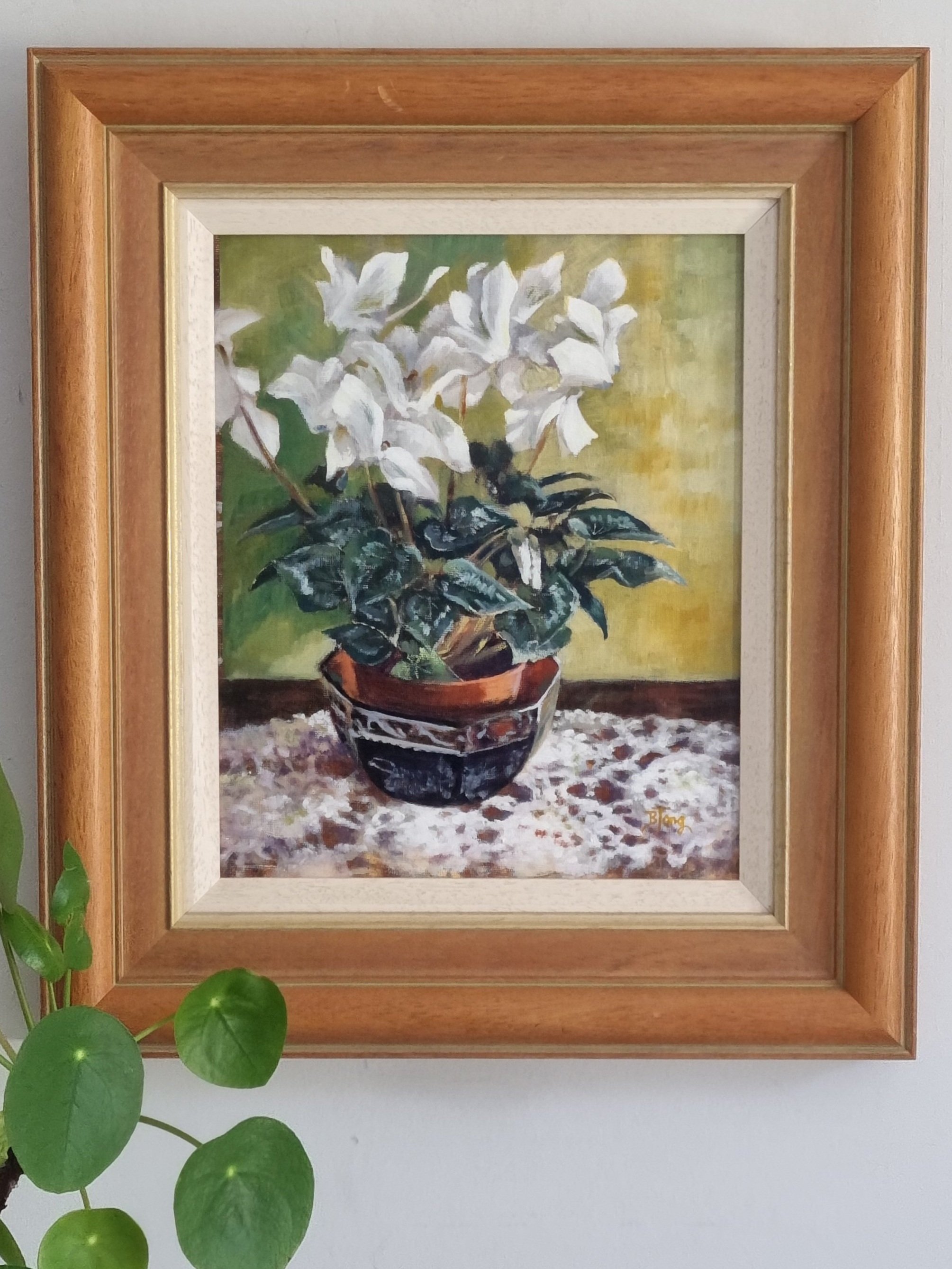 White Cyclamen- English provenance
