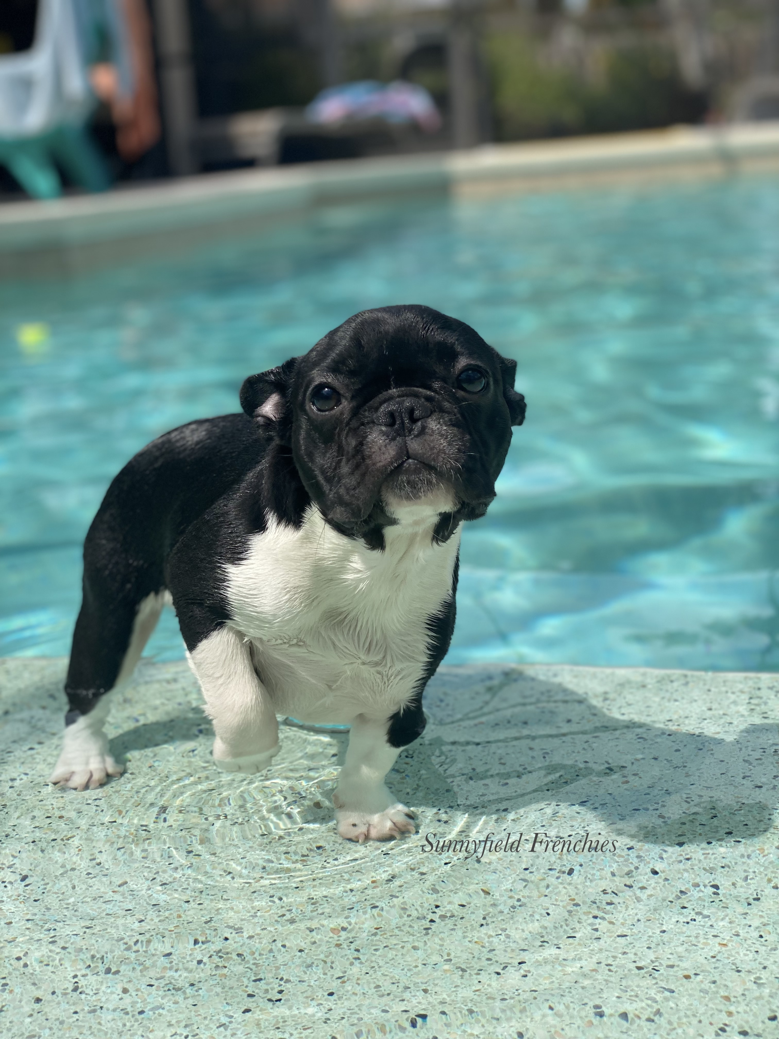 Millie's first time in the pool