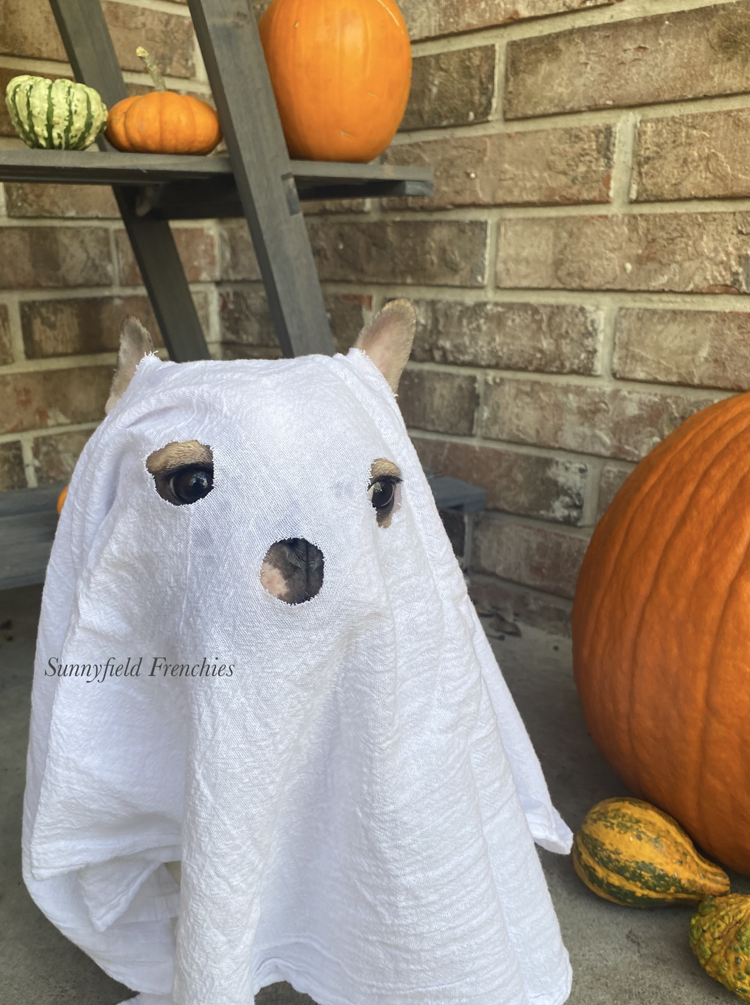 Spooky Gigi
