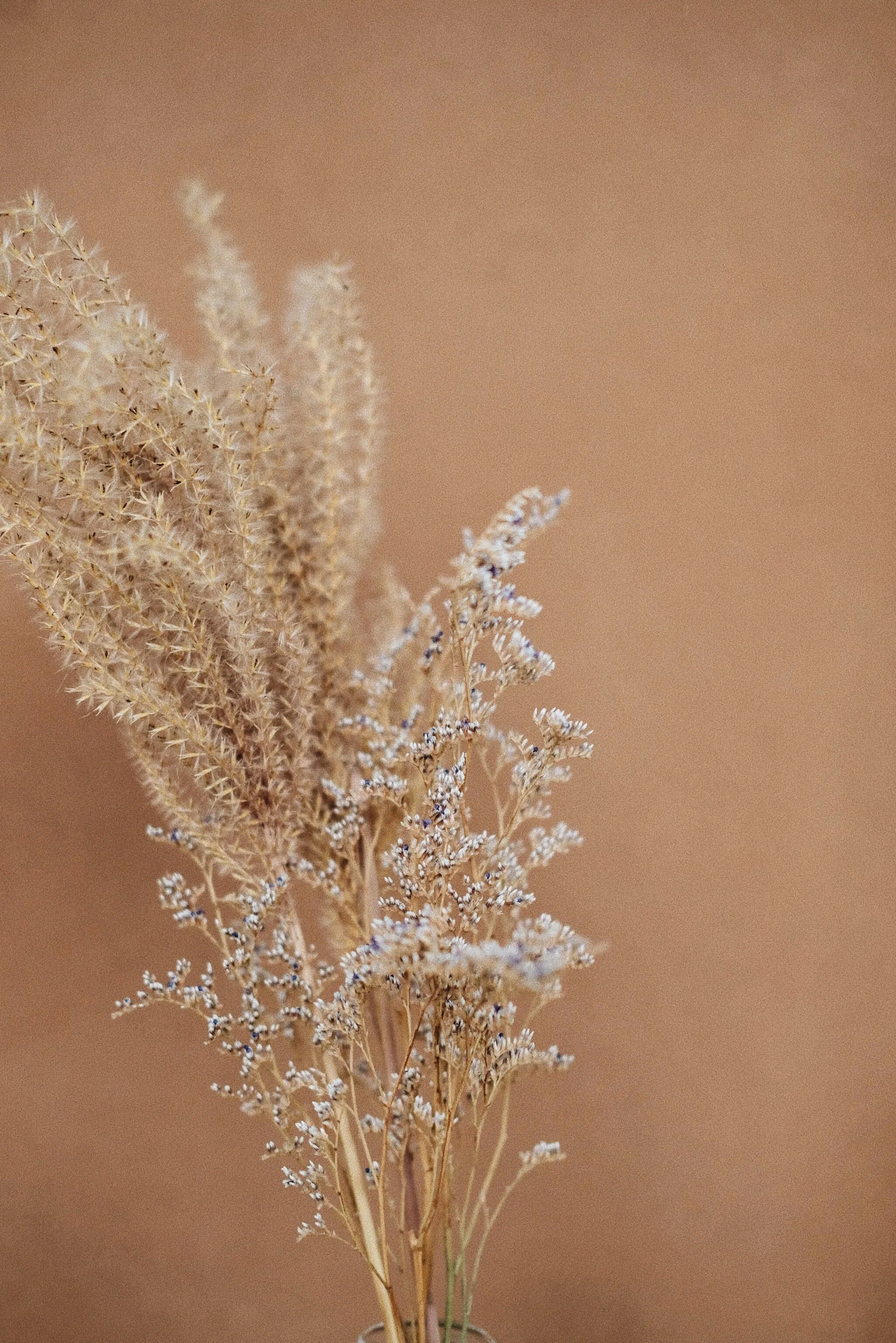 Dried beige and light purple wildflowers and grasses against a blurred brown background.