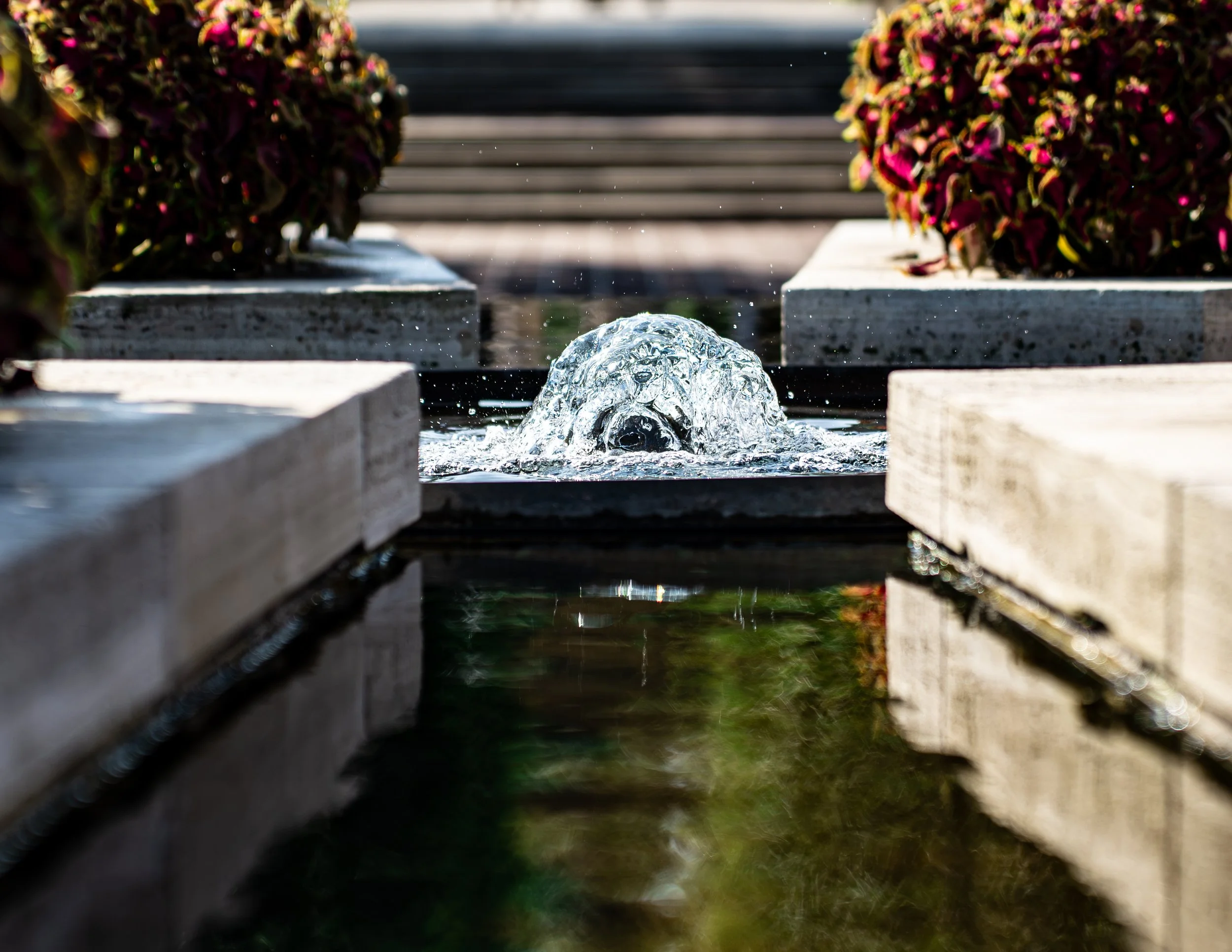 Botanic Garden Fountain Bubble.jpg