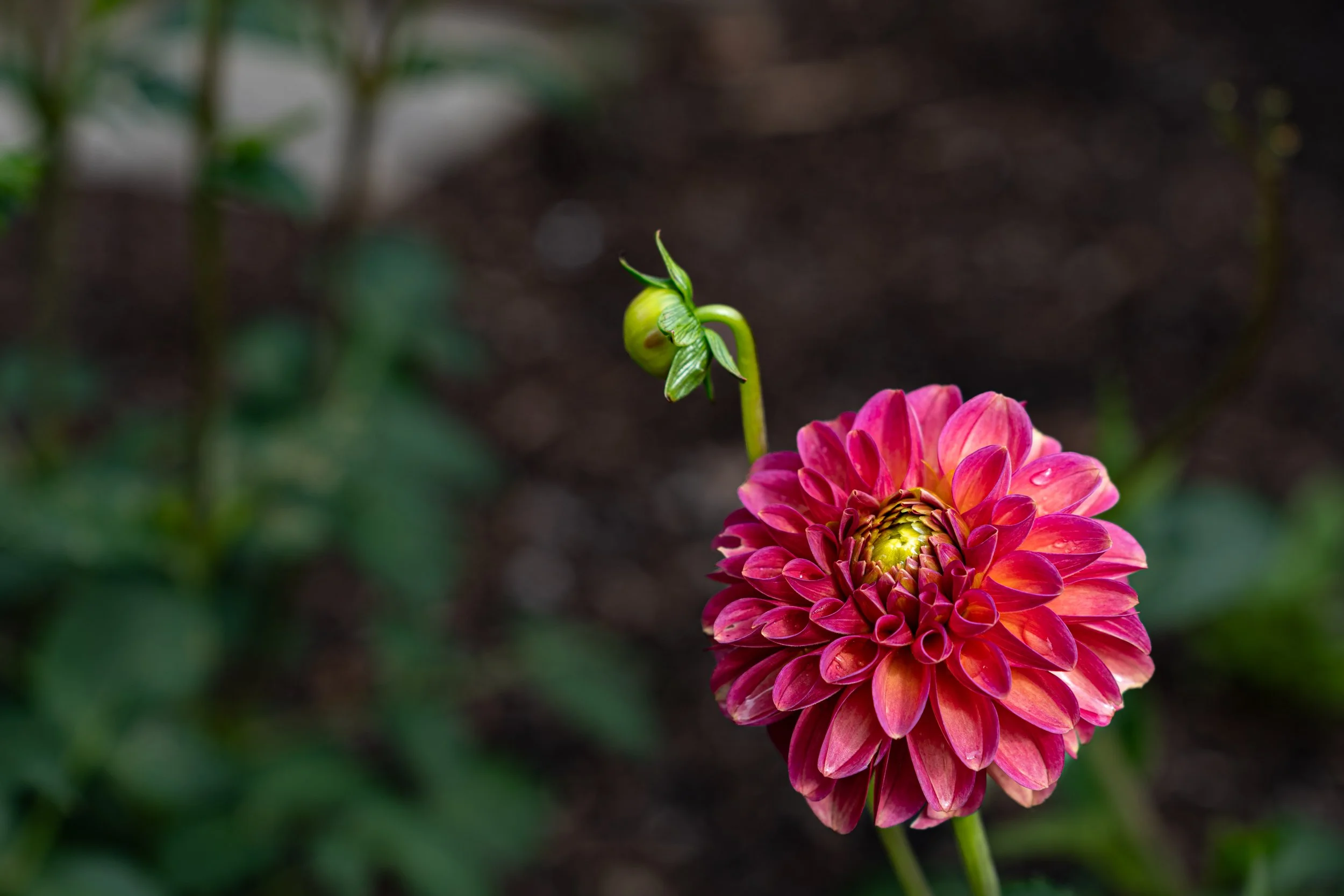 Pink Flower.jpg