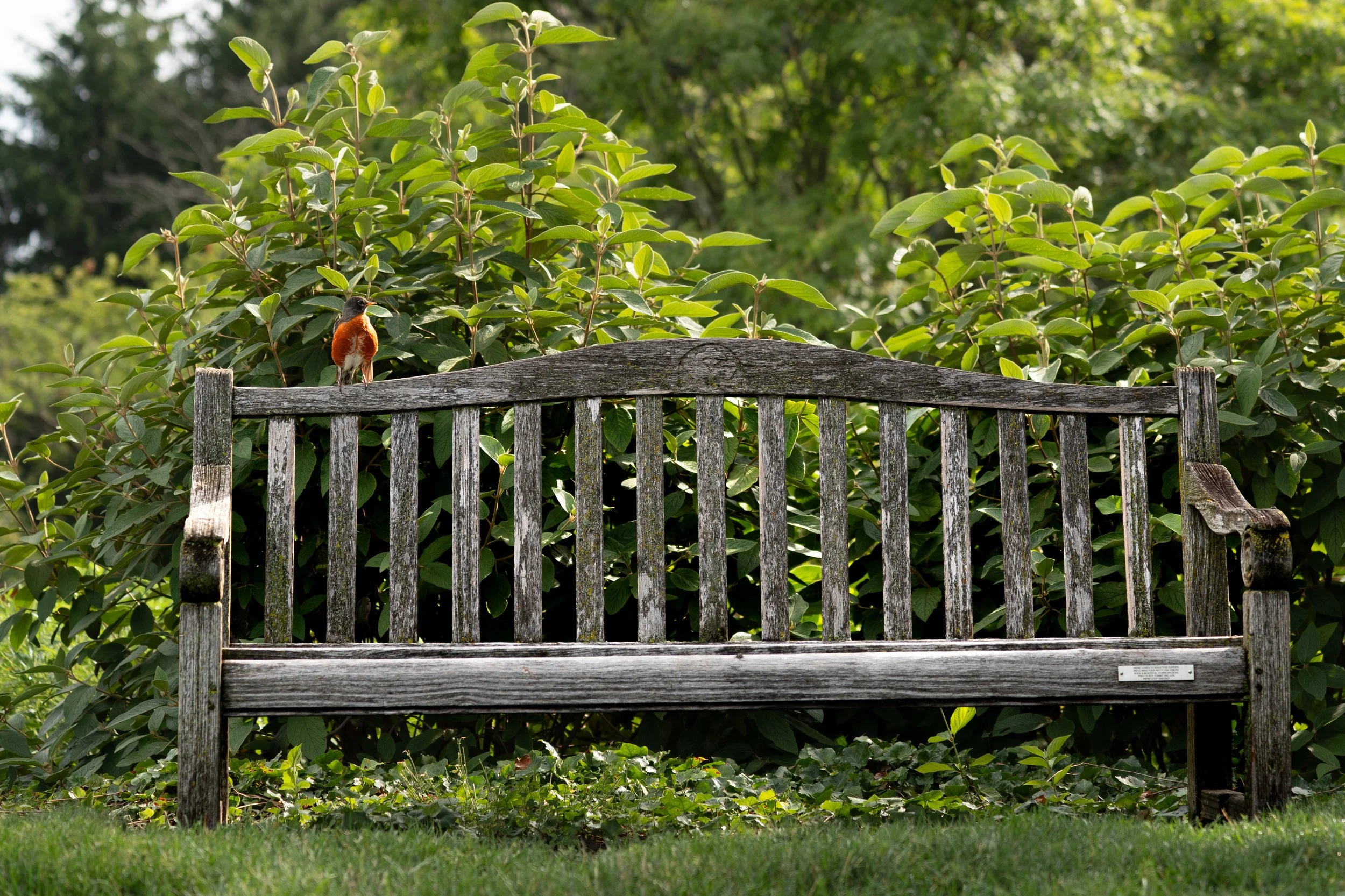 Bird on a Bench.jpg
