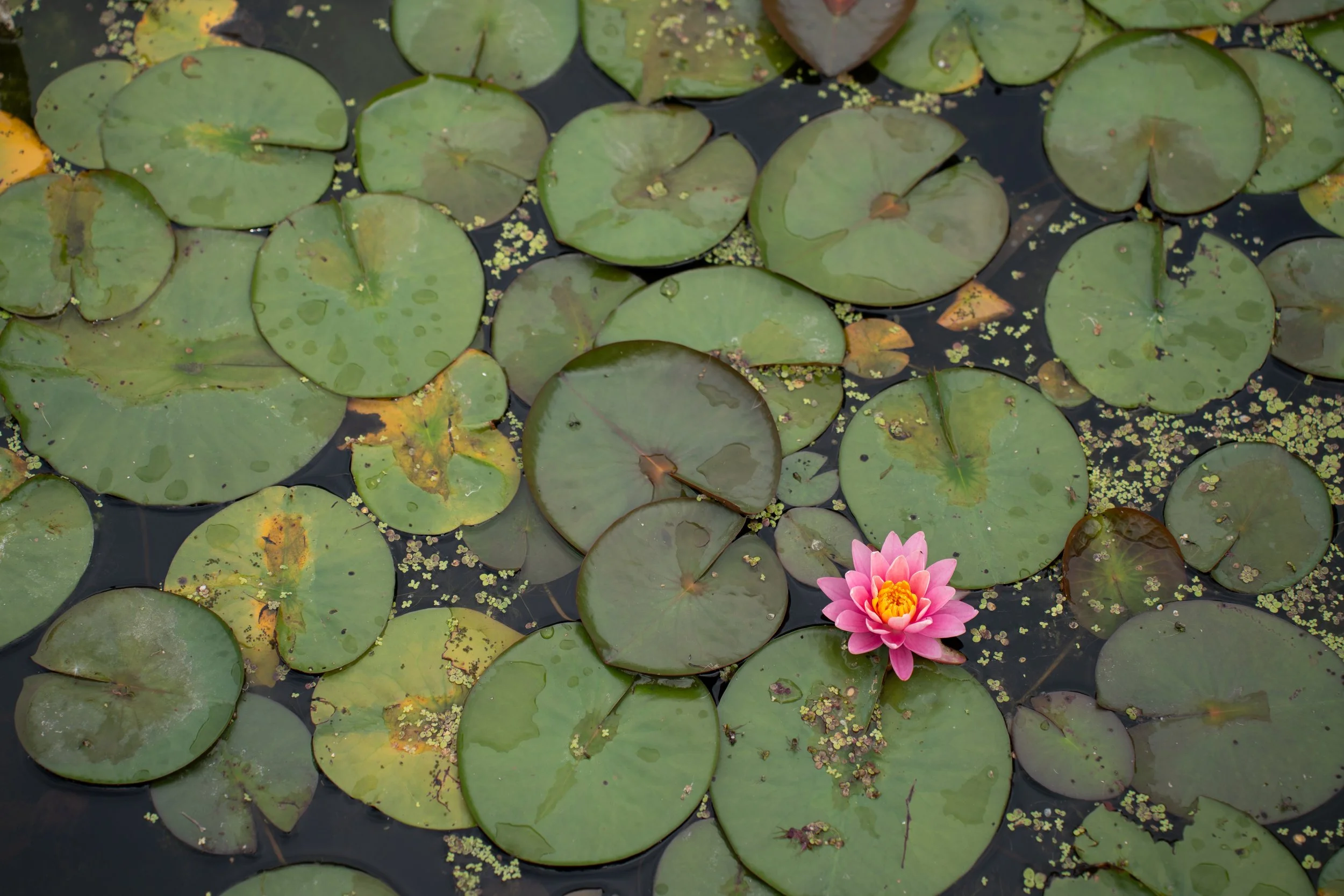 Water Lilly Flower.jpg