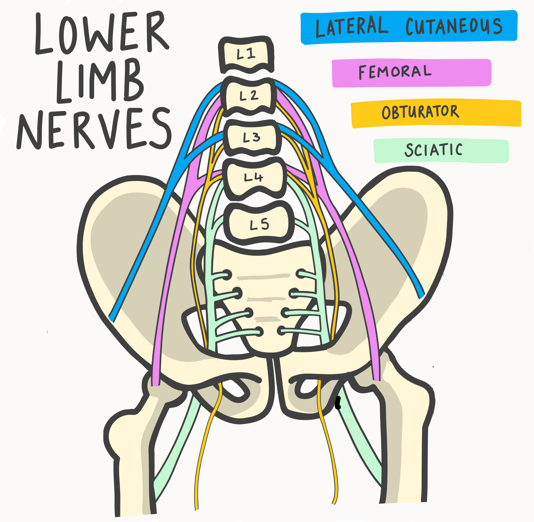 Lower limb nerves2 v2.png