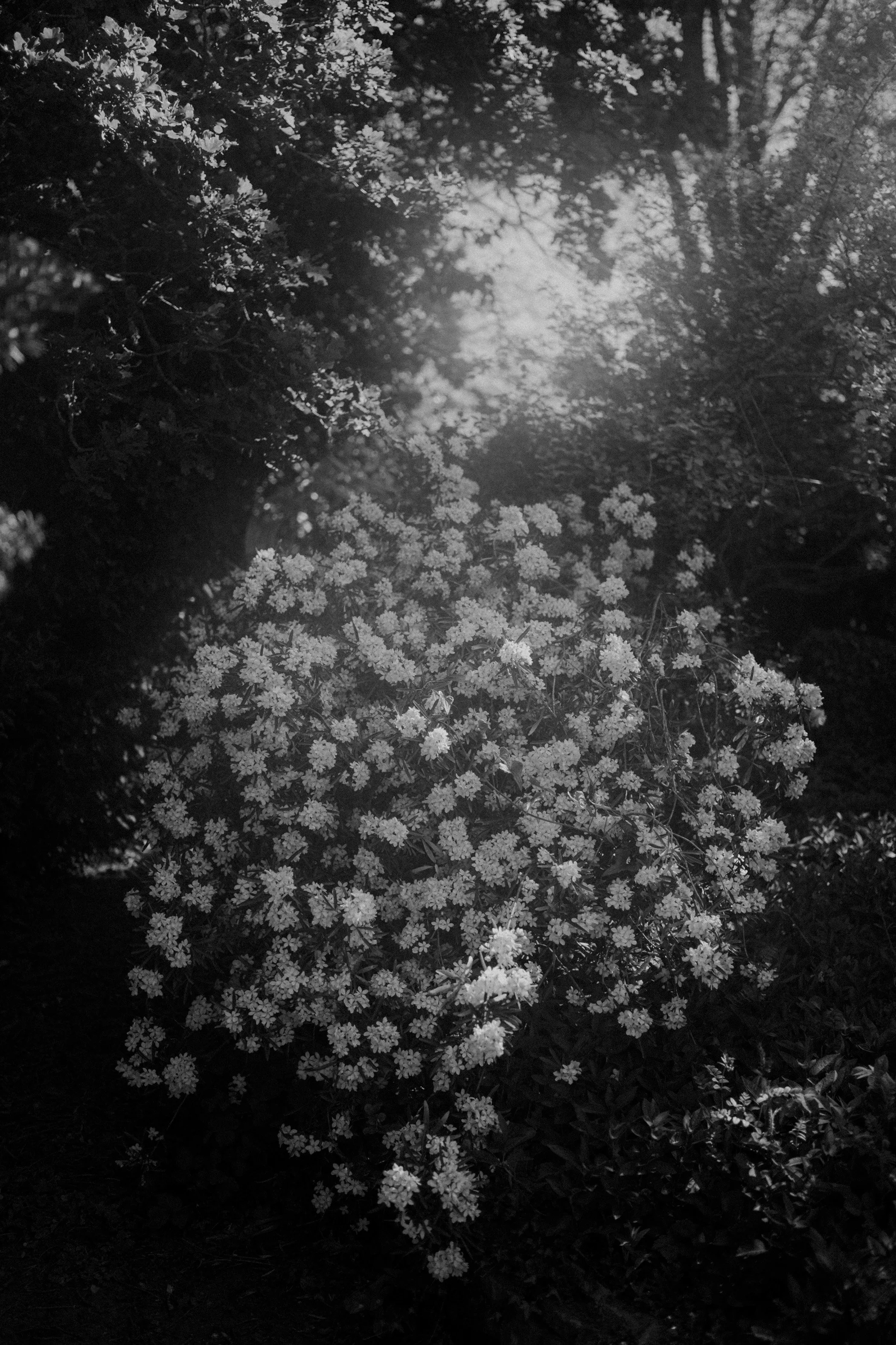 Black and white photo of a bush with many white flowers, surrounded by dense foliage, with sunlight filtering through leaves.
