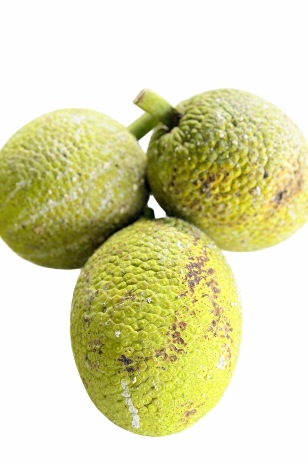 Fresh ʻUlu (Breadfruit)