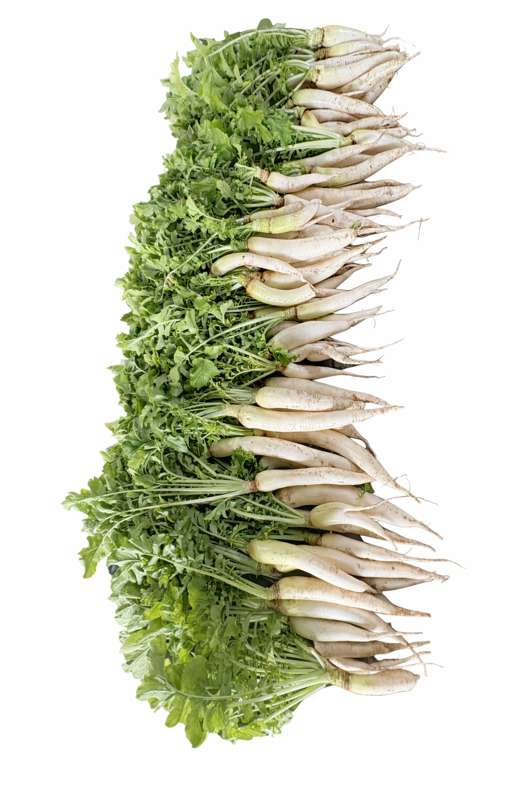 Daikon.PNG